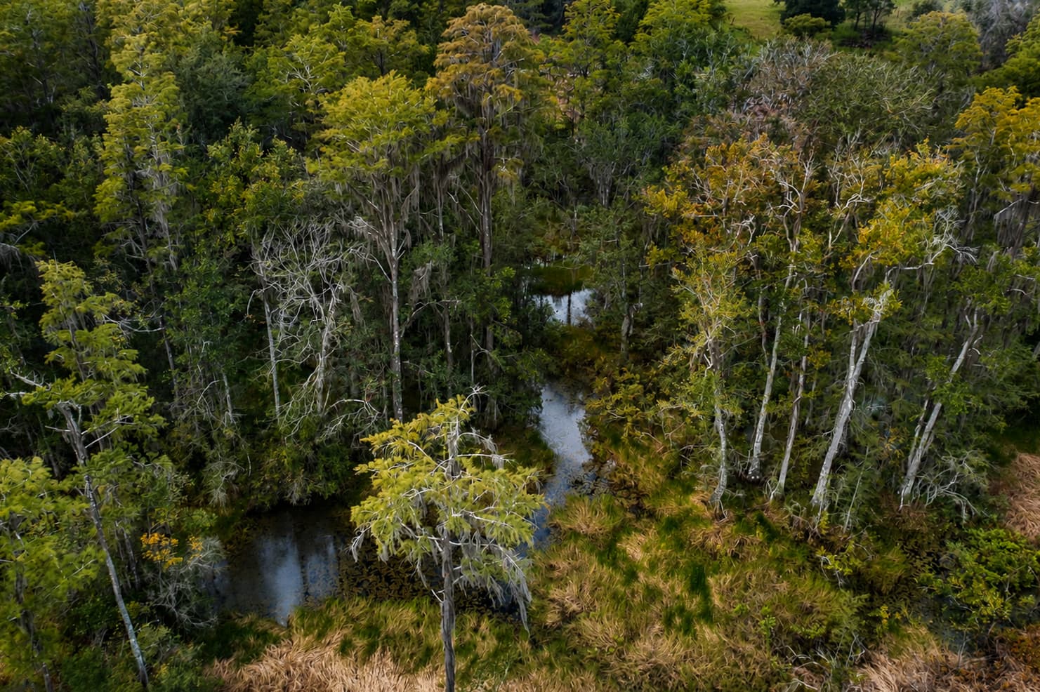 Aerial view of the ranch nestled among North Florida woodland and pasture
