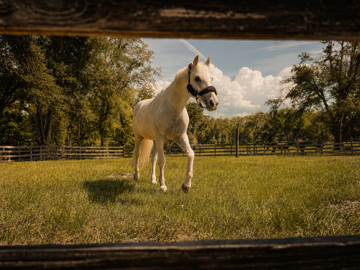 A white horse in the shade at Pampa Ranch